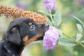Cute puppy head in the garden against flower and plant background
