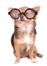 Cute puppy with high diopter thick glasses Royalty Free Stock Photo