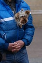 Cute puppy housed in a blue jacket