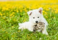 Cute puppy hugging a kitten on a dandelion field