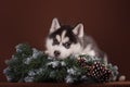 Cute puppy Husky with Christmas wreath Royalty Free Stock Photo