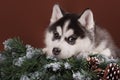 Cute puppy Husky with Christmas wreath Royalty Free Stock Photo