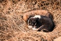 Puppy of indian domestic dogIndian pariah dog