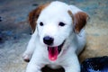 Cute puppy, Jack Russell Terrier puppy