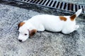 Cute puppy, Jack Russell Terrier puppy