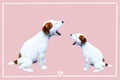 Cute puppy, Jack Russell Terrier puppy on pink background