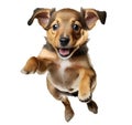 Cute puppy jumping. Playful dog cut out at background