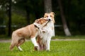 Cute puppy kisses red dog