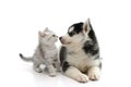 Cute puppy kissing cute tabby kitten on white background Royalty Free Stock Photo