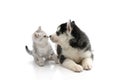 Cute puppy kissing cute tabby kitten on white background Royalty Free Stock Photo