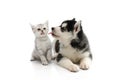 Cute puppy kissing cute tabby kitten on white background Royalty Free Stock Photo