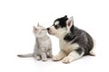 Cute puppy kissing cute tabby kitten on white background Royalty Free Stock Photo