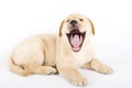 Cute puppy Labrador retriever Royalty Free Stock Photo