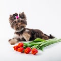 Cute puppy lies next to a bouquet of flowers. Yorkshire terrier on a white background Royalty Free Stock Photo