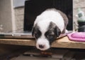 A cute puppy lies on top of a laptop on a desk. Cute adorable scene