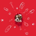 Cute puppy, little dog sticking out from torned red background with drawings toys, bones, food, and new house. Collage