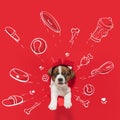 Cute puppy, little dog sticking out from torned red background with drawings toys, bones, food, and new house. Collage