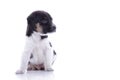 Cute puppy looking at copyspace Royalty Free Stock Photo