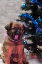 Cute puppy lying on the background of decorated Christmas tree Royalty Free Stock Photo