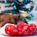 Cute puppy lying on the background of decorated Christmas tree Royalty Free Stock Photo