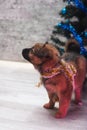 Cute puppy lying on the background of decorated Christmas tree Royalty Free Stock Photo