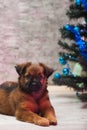 Cute puppy lying on the background of decorated Christmas tree Royalty Free Stock Photo