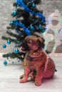 Cute puppy lying on the background of decorated Christmas tree Royalty Free Stock Photo