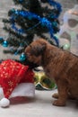 Cute puppy lying on the background of decorated Christmas tree Royalty Free Stock Photo