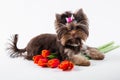 Cute puppy lying on a bouquet of flowers. Yorkshire terrier on a white background Royalty Free Stock Photo