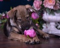 Cute puppy lying on the floor with flowers Royalty Free Stock Photo