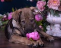 Cute puppy lying on the floor with flowers Royalty Free Stock Photo
