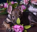 Cute puppy lying on the floor with flowers Royalty Free Stock Photo