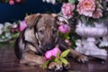 Cute puppy lying on the floor with flowers Royalty Free Stock Photo