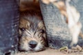 Cute puppy lying on the ground between plant pot