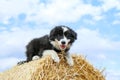 Cute puppy is lying on the hay bale Royalty Free Stock Photo