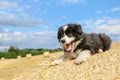 Cute puppy is lying on the hay bale Royalty Free Stock Photo