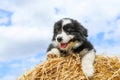 Cute puppy is lying on the hay bale Royalty Free Stock Photo