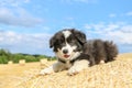 Cute puppy is lying on the hay bale Royalty Free Stock Photo