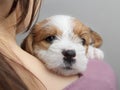 Cute puppy lying on a human shoulder and looking at camera