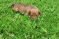 Cute puppy lying on lawn