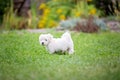 Cute puppy, Maltese dog breed, running in a garden, happy and healthy