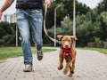 Cute puppy on a morning run with his owner Royalty Free Stock Photo