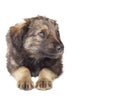 Cute puppy Royalty Free Stock Photo