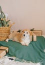 Cute puppy nap on green plaid near Christmas tree with decoration and presents in boxes Royalty Free Stock Photo