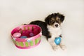 Cute Puppy next to Easter basket with plastic eggs