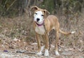 Cute puppy outside on leash wagging tail