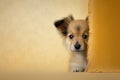 Cute puppy peeking behind a corner. Yellow background with copy space