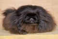 Cute puppy pekingese dog