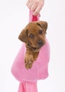 Cute puppy in pink Royalty Free Stock Photo