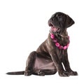 Cute puppy with pink beads Royalty Free Stock Photo